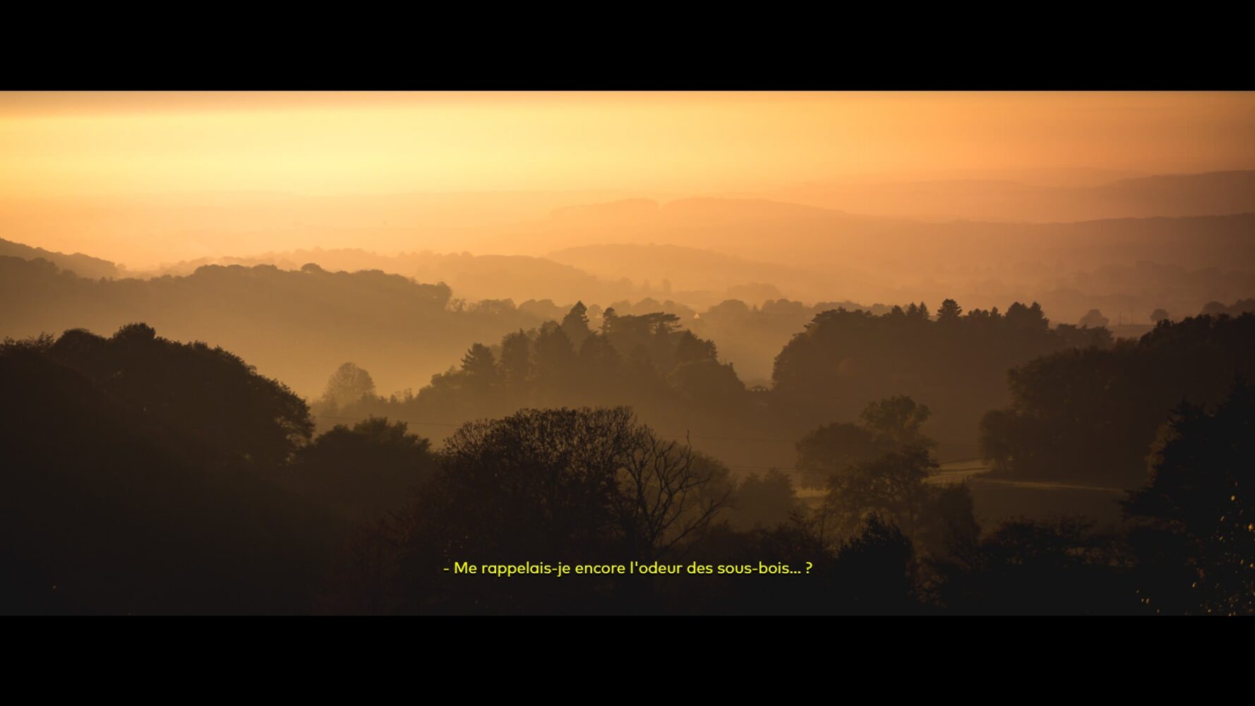 Cinesthésie : L'odeur des sous-bois