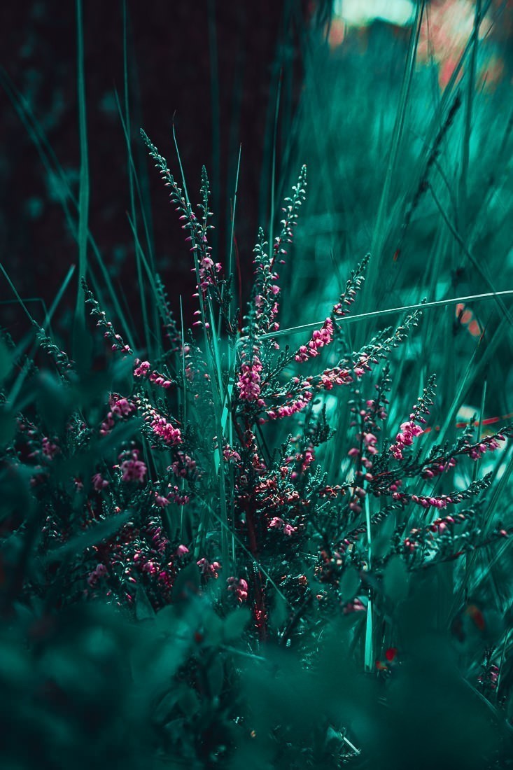 Plantes de montagne