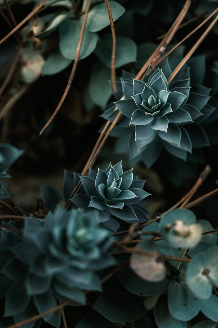 Botanica - succulentes