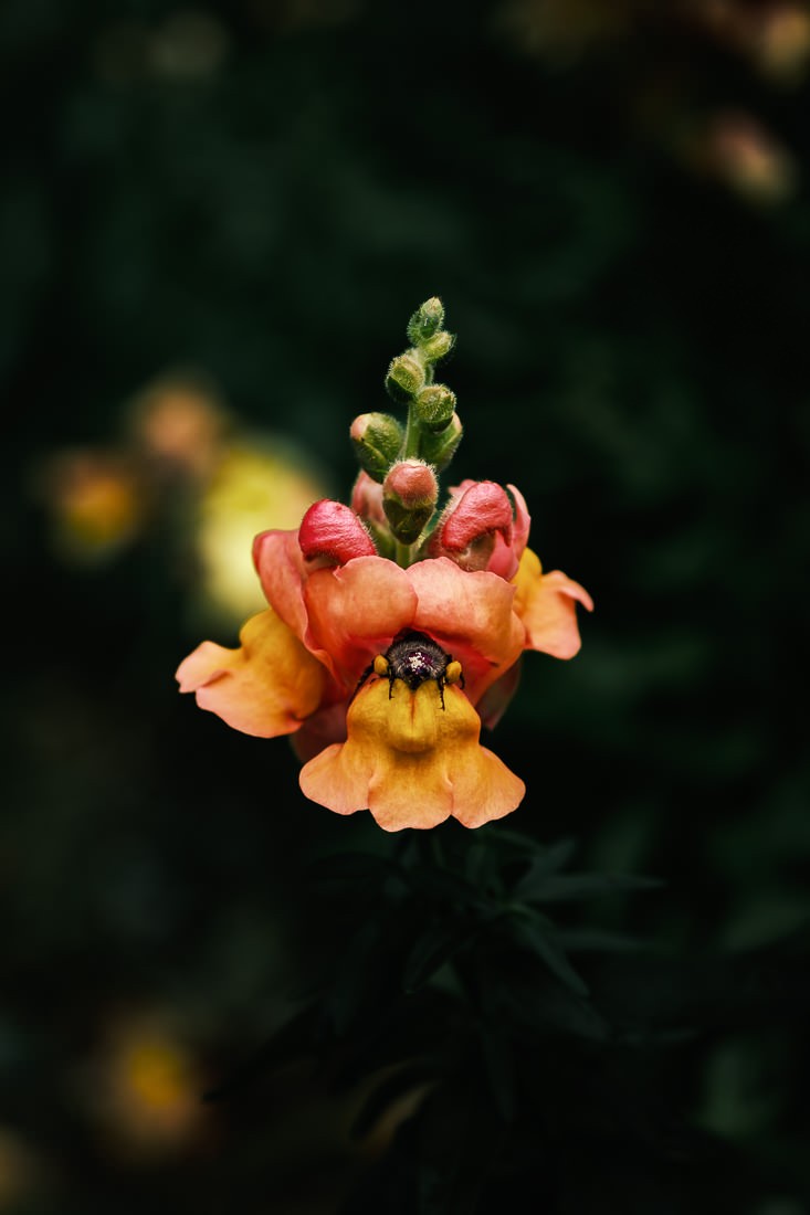 Botanica - fleur chaleureuse