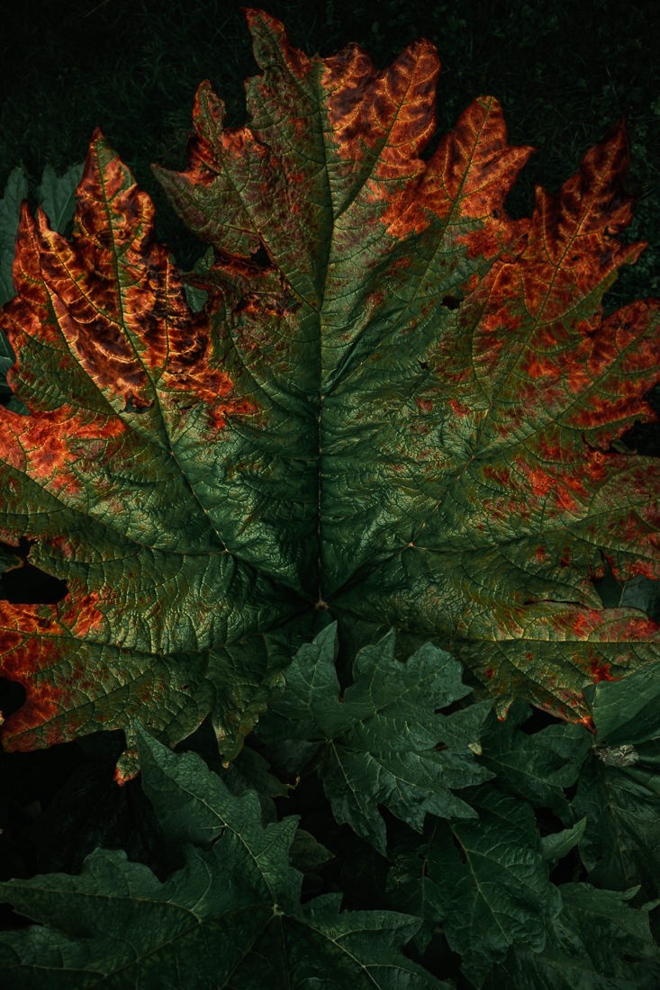 Botanica - feuille géante de bretagne