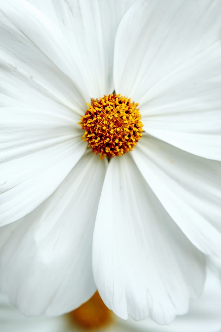 Botanica - fleur blanche minimaliste