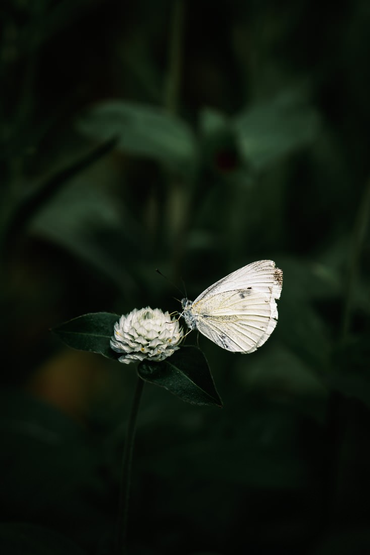 Botanica - fleur et papillon