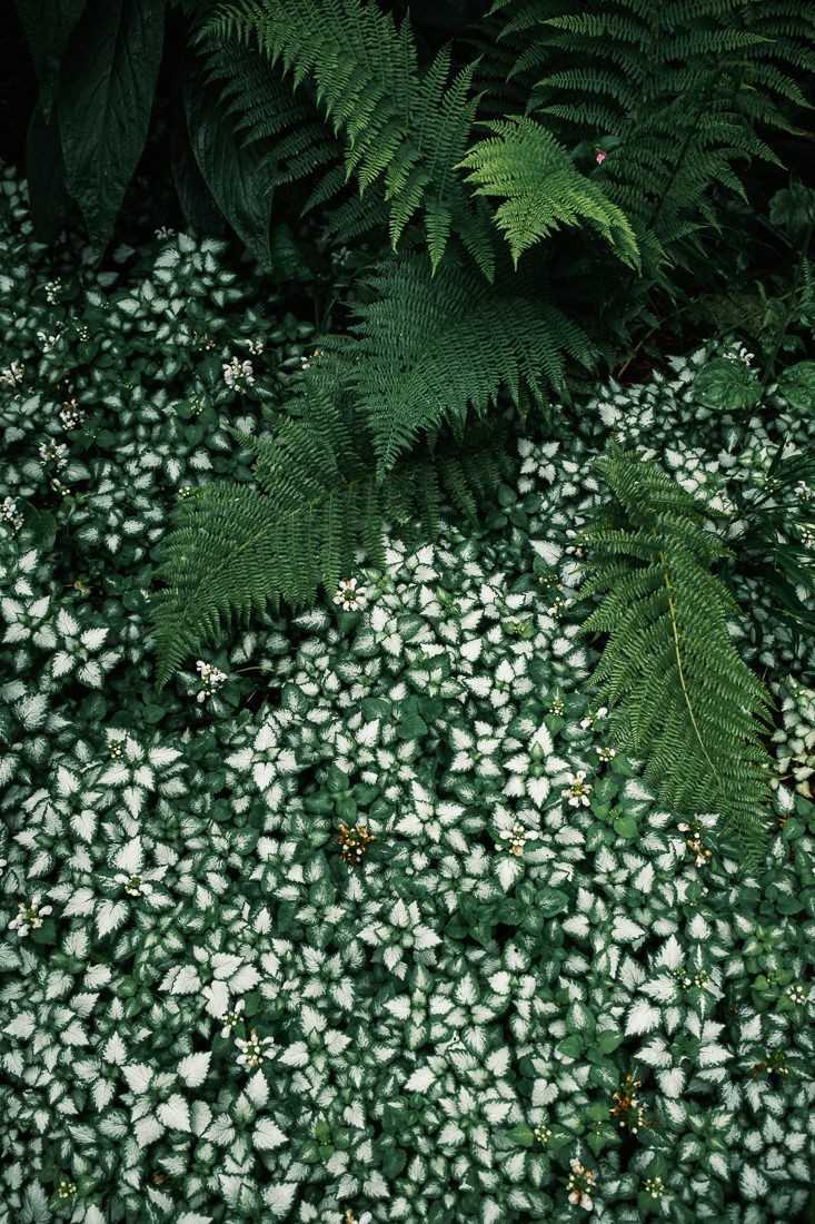 Botanica - fougère et lierre blanc