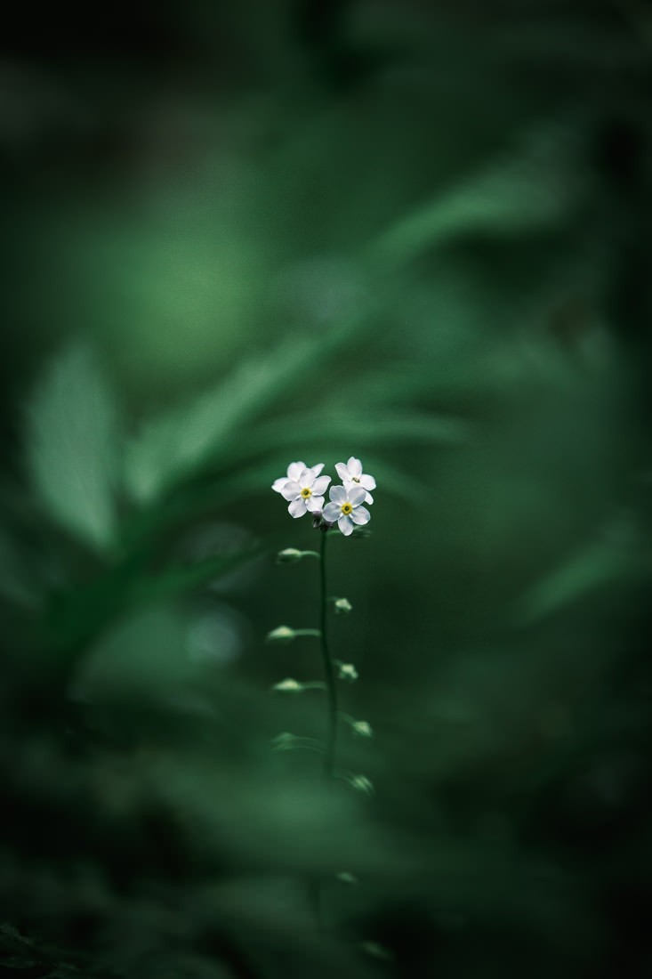 Botanica - mini fleur blanche