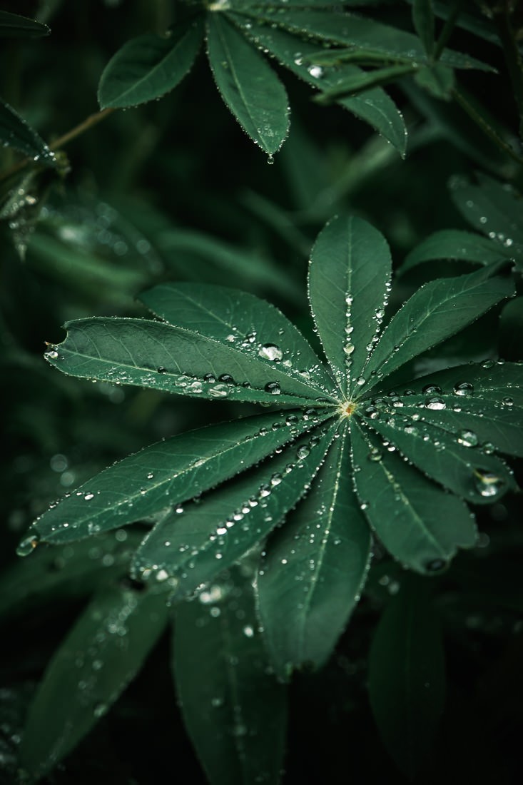 Botanica - feuilles de bretagne