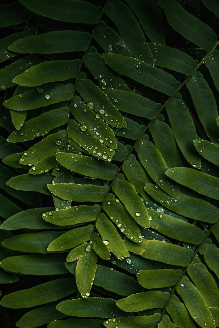 Botanica - fougère