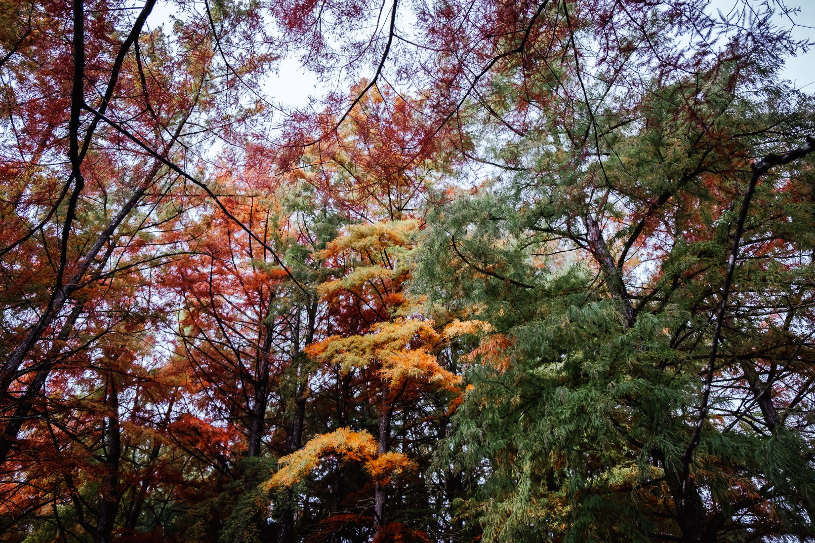 Les couleurs des cyprès chauves