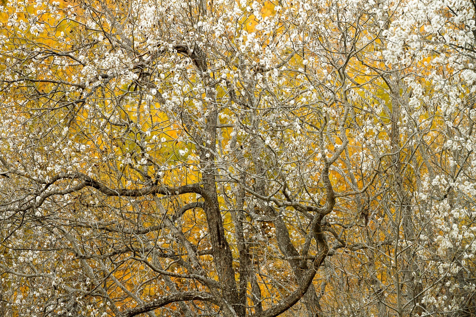 Un arbre dans la vallée de la clarée