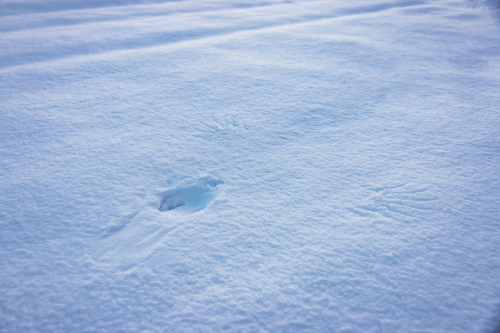 Empreinte de chasseur dans la neige