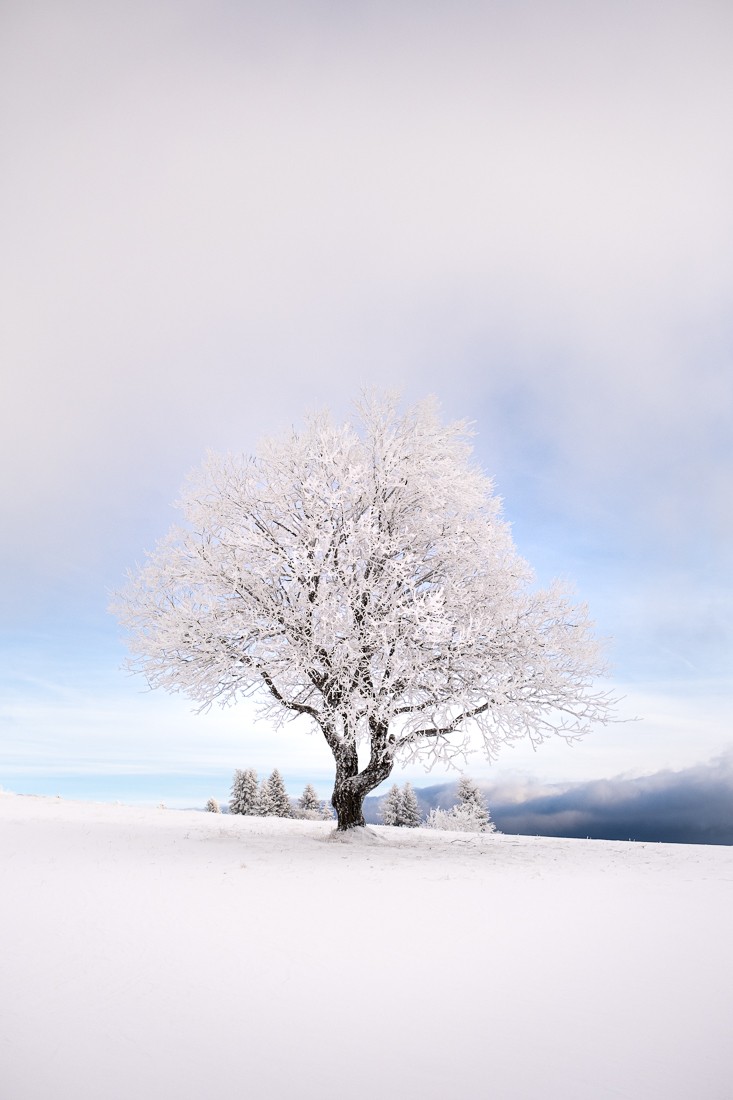 L'arbre des crêtes St Michel