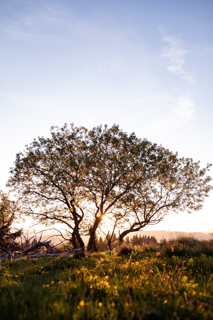 Les beaux arbres de Lans en Vercors