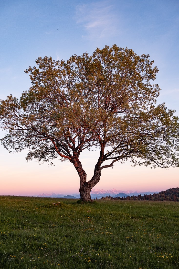 L'arbre des crêtes St Michel