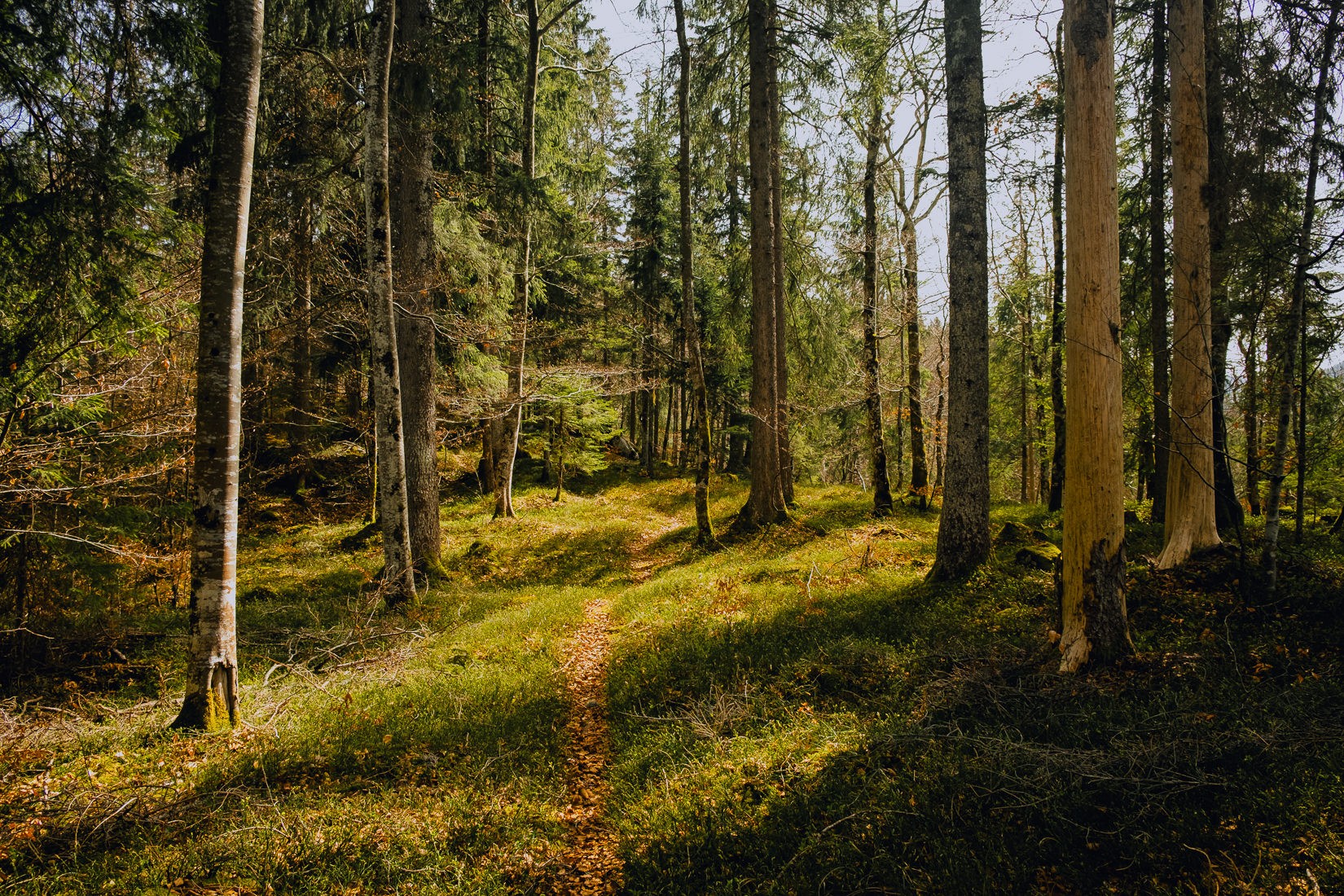 Dans les forêts du Jura