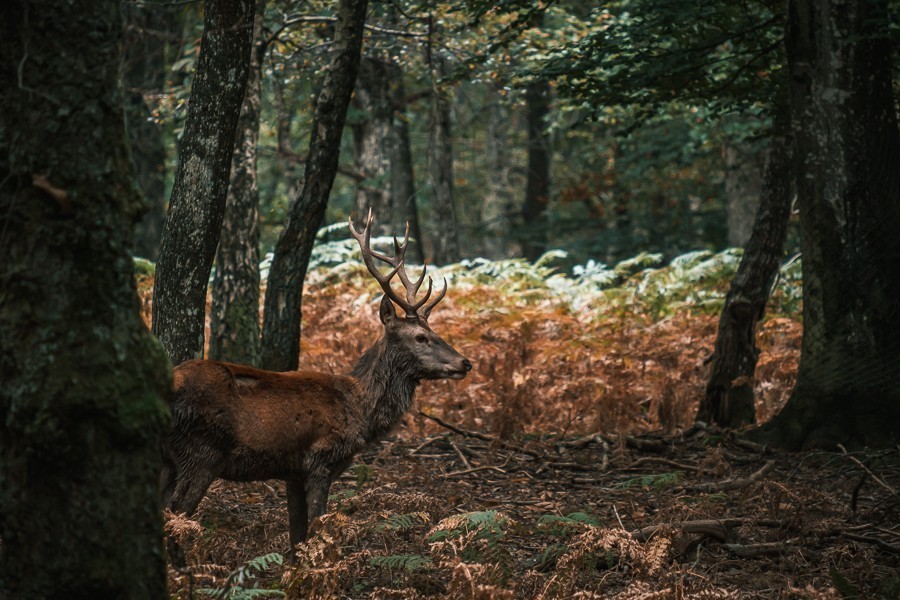 septmai-foret-chambarant-2